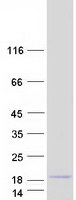 protp0di80 smim6 human recombinant protein