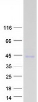 protp0djd7 pepsin pga4 human recombinant protein