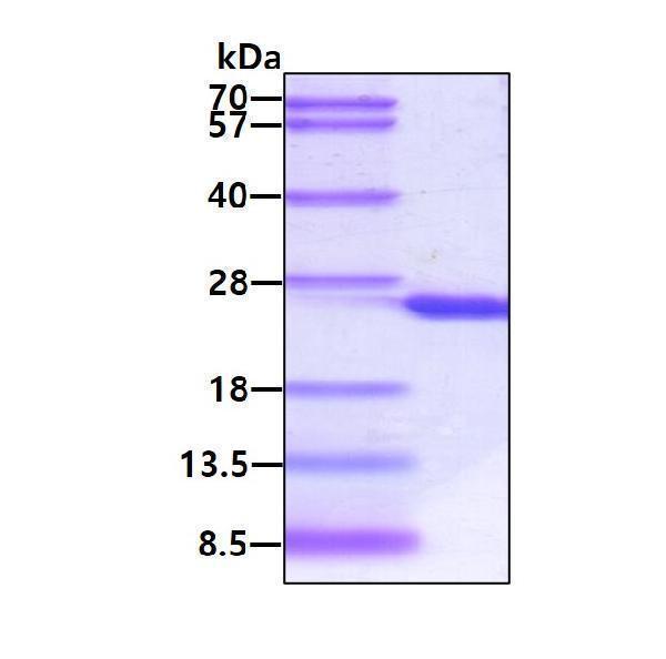 3ug by SDS-PAGE under reducing condition and visualized by coomassie blue stain