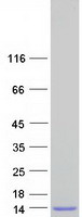 Coomassie blue staining of purified SCGB1C2 protein