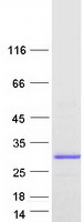 protp0dp42 tmem225b human recombinant protein
