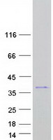 Coomassie blue staining of purified C2orf27A protein
