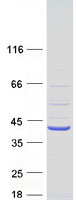 protp0dpf6 c2orf27 c2orf27b human recombinant protein