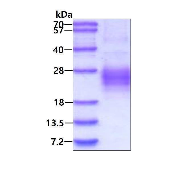 3ug by SDS-PAGE under reducing condition and visualized by coomassie blue stain
