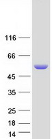 Coomassie blue staining of purified SAG protein