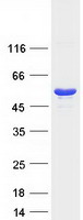 protp10644 prkar1a human recombinant protein