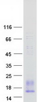 protp10720 pf4v1 human recombinant protein