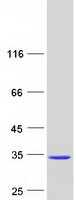 protp10746 uros human recombinant protein