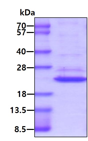 3ug by SDS-PAGE under reducing condition and visualized by coomassie blue stain