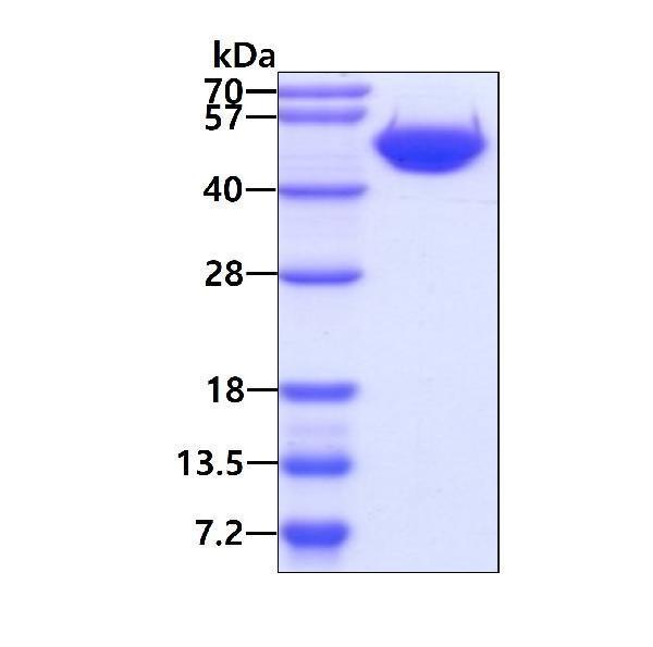 3ug by SDS-PAGE under reducing condition and visualized by coomassie blue stain