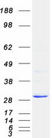 protp11086 pnmt human recombinant protein
