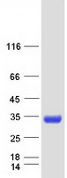 Coomassie blue staining of purified MBL2 protein