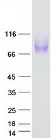 Coomassie blue staining of purified LAMP1 protein