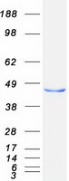 Coomassie blue staining of purified ACADM protein