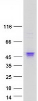 protp11362 fgfr1 human recombinant protein