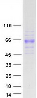 protp11464 psg1 human recombinant protein