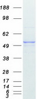 Coomassie blue staining of purified VDR protein