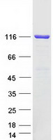 protp11498 pcb pc human recombinant protein