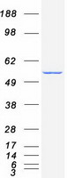 Coomassie blue staining of purified CYP2C9 protein