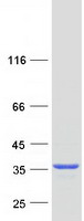 protp12271 cralbp rlbp1 human recombinant protein