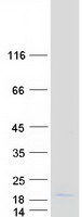 Coomassie blue staining of purified PIP protein