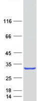 protp12829 myosin myl4 human recombinant protein