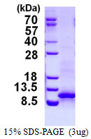 3ug by SDS-PAGE under reducing condition and visualized by coomassie blue stain