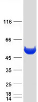 protp12955 pepd human recombinant protein