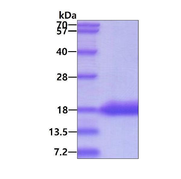 3ug by SDS-PAGE under reducing condition and visualized by coomassie blue stain