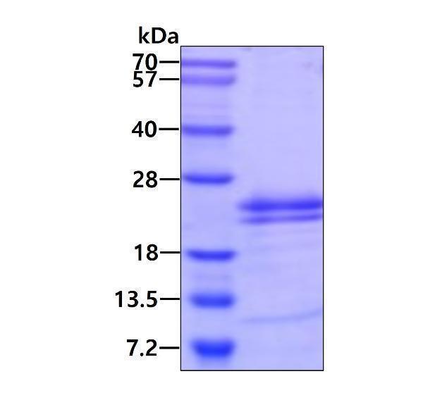 3ug by SDS-PAGE under reducing condition and visualized by coomassie blue stain