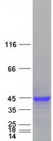Coomassie blue staining of purified IFI30 protein