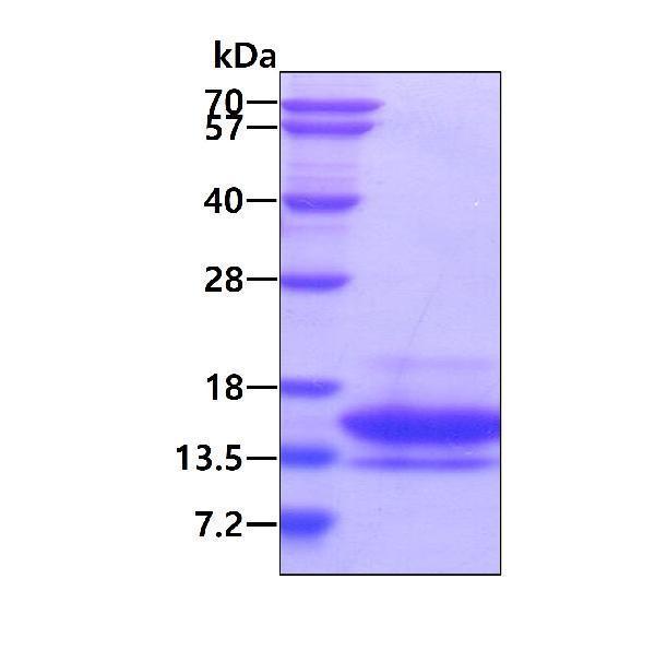 3ug by SDS-PAGE under reducing condition and visualized by coomassie blue stain