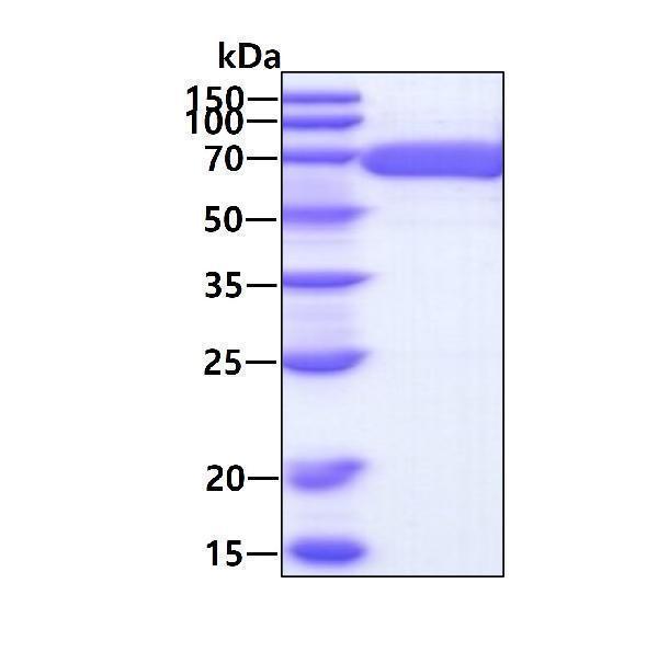 3ug by SDS-PAGE under reducing condition and visualized by coomassie blue stain