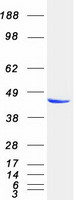 Coomassie blue staining of purified PRKAR2A protein