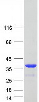 Coomassie blue staining of purified ANXA8 protein