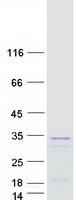 protp13984 tfiif gtf2f2 human recombinant protein