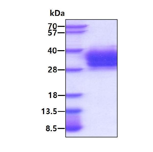 3ug by SDS-PAGE under reducing condition and visualized by coomassie blue stain