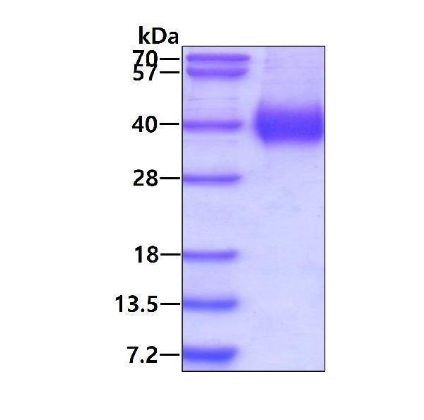 3ug by SDS-PAGE under reducing condition and visualized by coomassie blue stain