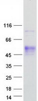 Coomassie blue staining of purified ATP1B2 protein