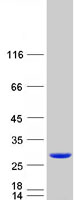 protp14649 mlc1sa myl6b human recombinant protein