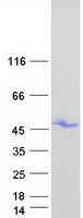 Coomassie blue staining of purified HOXB1 protein