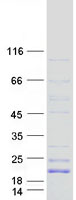 protp14770 cd42a gp9 human recombinant protein
