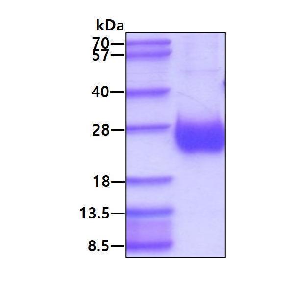 3ug by SDS-PAGE under reducing condition and visualized by coomassie blue stain