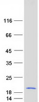 protp14927 uqcrb human recombinant protein