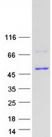 protp15086 carboxypeptidase b cpb1 human recombinant protein
