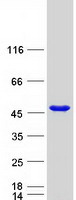 Coomassie blue staining of purified GLUL protein