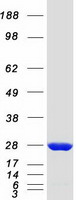 protp15374 uchl3 human recombinant protein