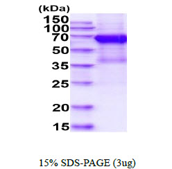 3ug by SDS-PAGE under reducing condition and visualized by coomassie blue stain