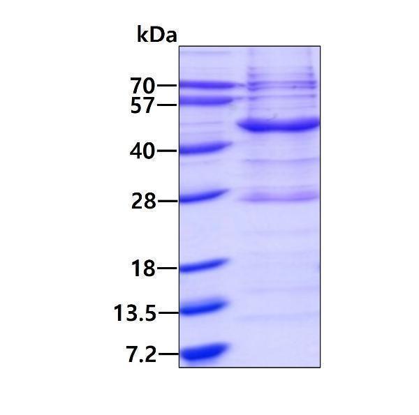 3ug by SDS-PAGE under reducing condition and visualized by coomassie blue stain