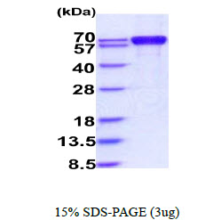 3ug by SDS-PAGE under reducing condition and visualized by coomassie blue stain